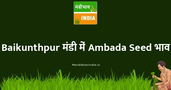 Ambada Seed भाव